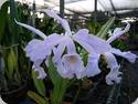 Cattleya maxima var. coerulea